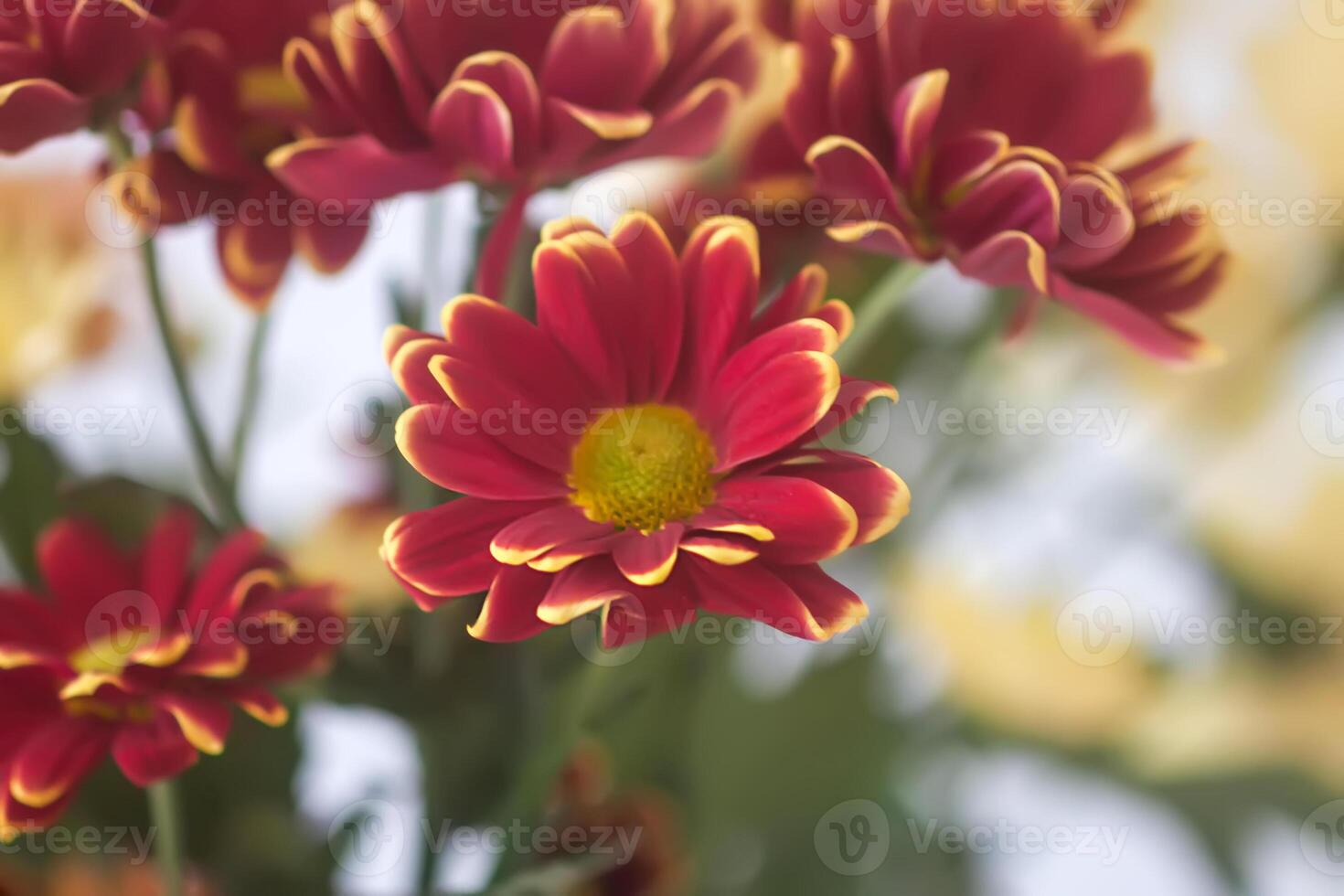 Chrysanthemum flowers. Floral decoration. Beautiful garden plants. photo