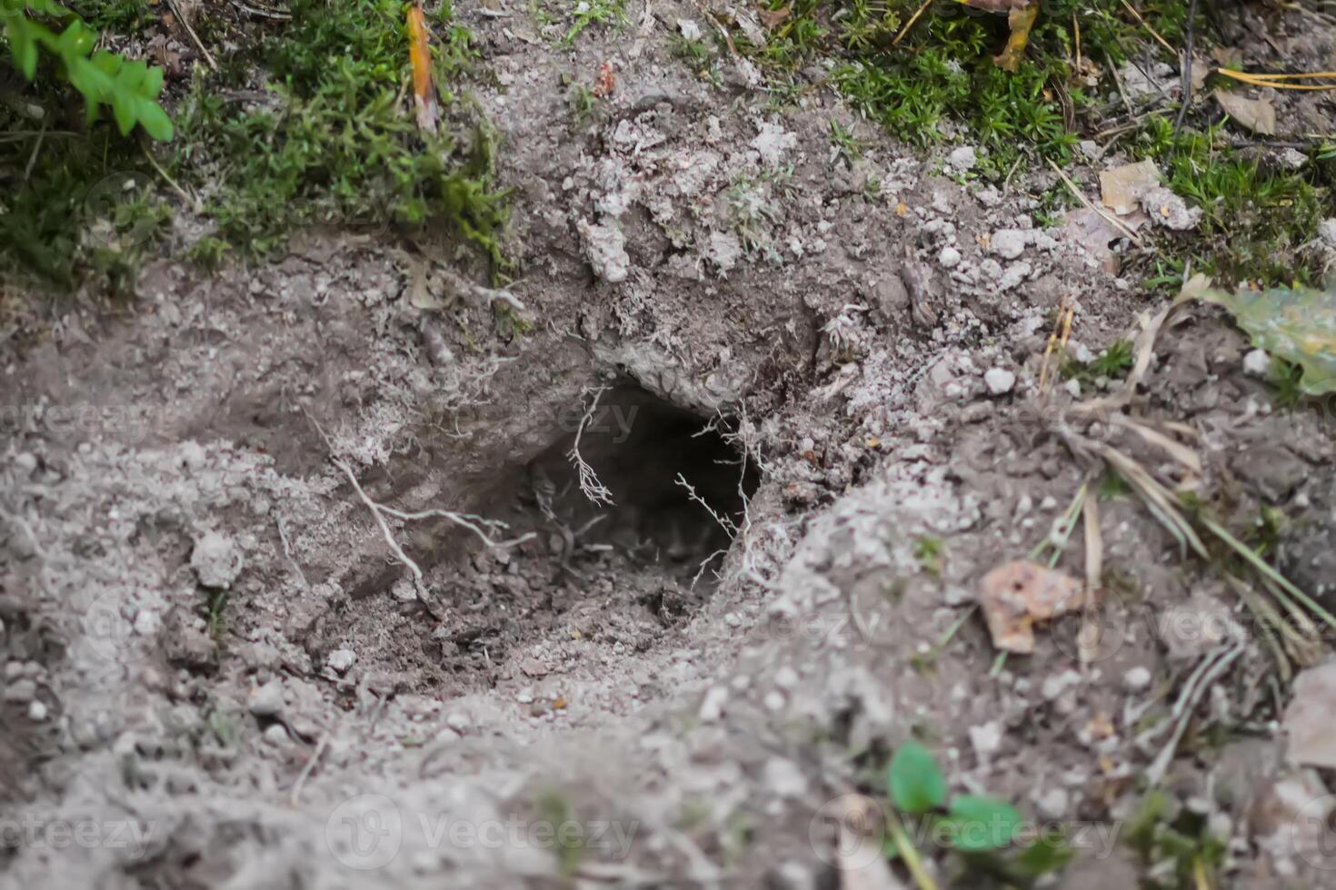 Empty fox hole in the wild forest photo