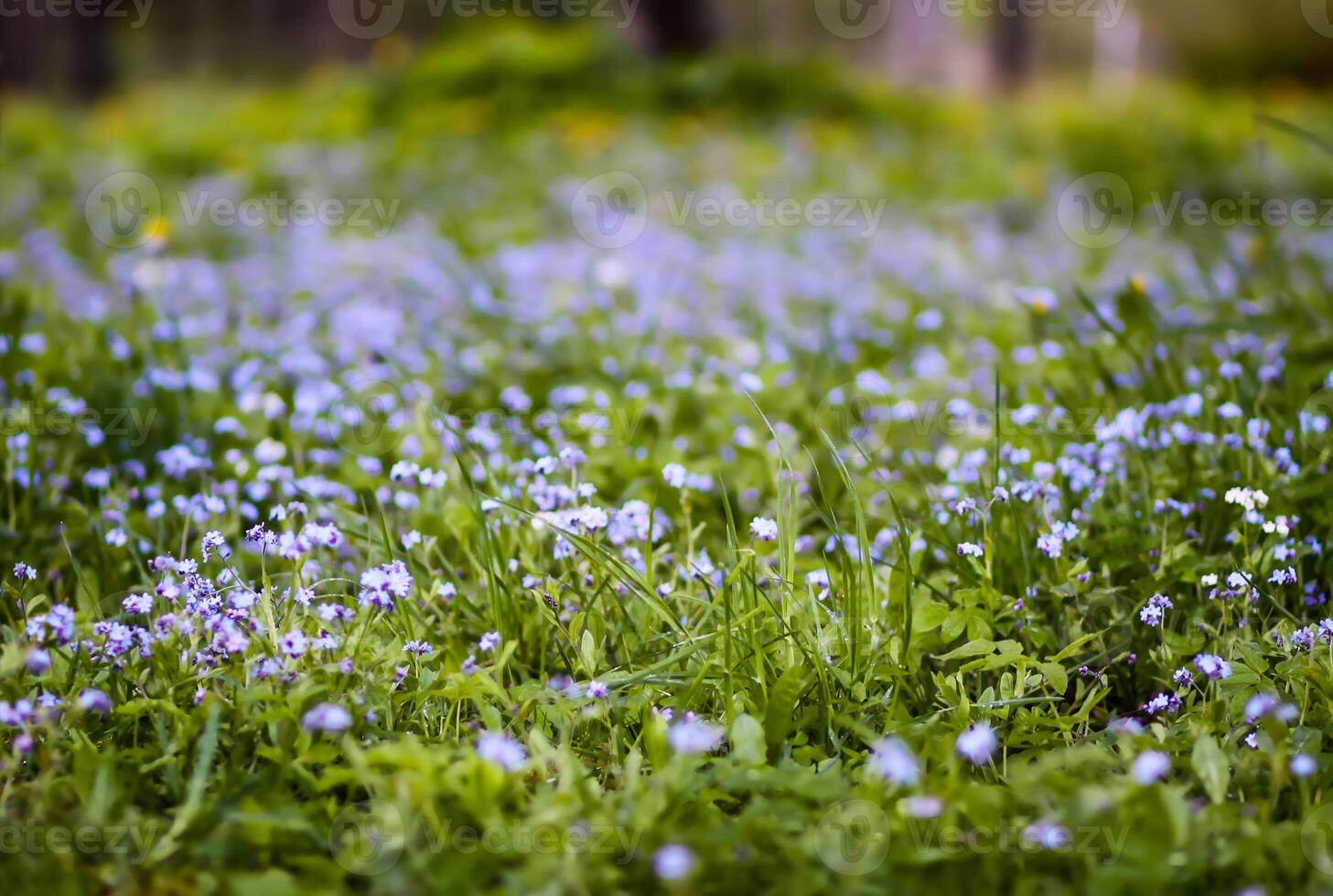 Beautiful spring flowers in the park. Nature background. Blue forget-me-not plants. photo