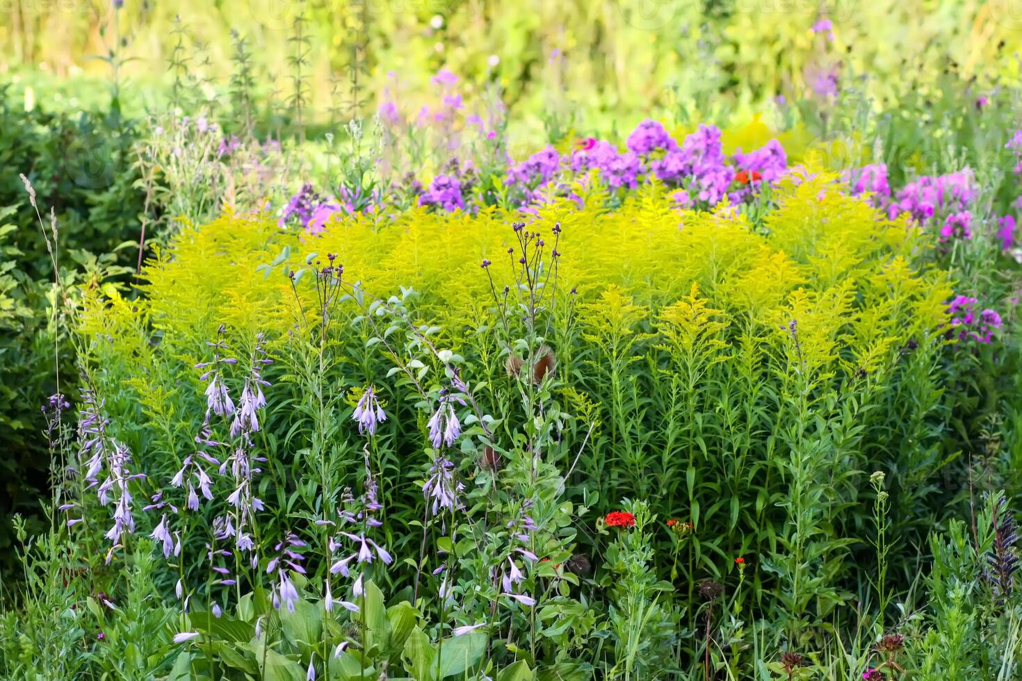 Multicolored flower bed with beautiful summer flowers. photo