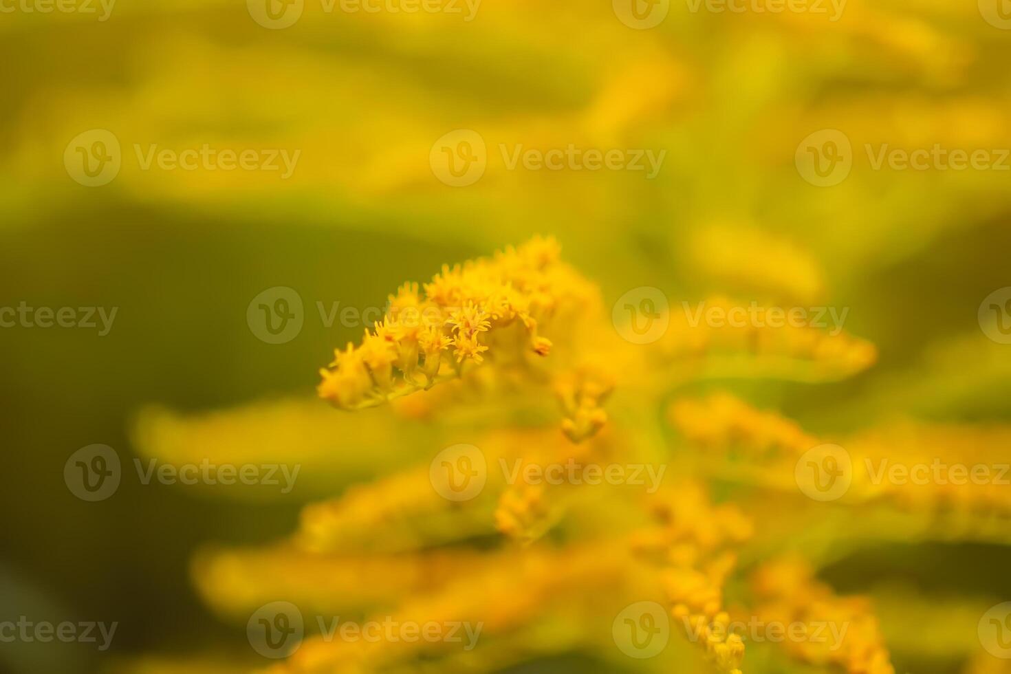 Yellow flowers of goldenrod or Solidago canadensis, Canada goldenrod or Canadian goldenrod plant. photo