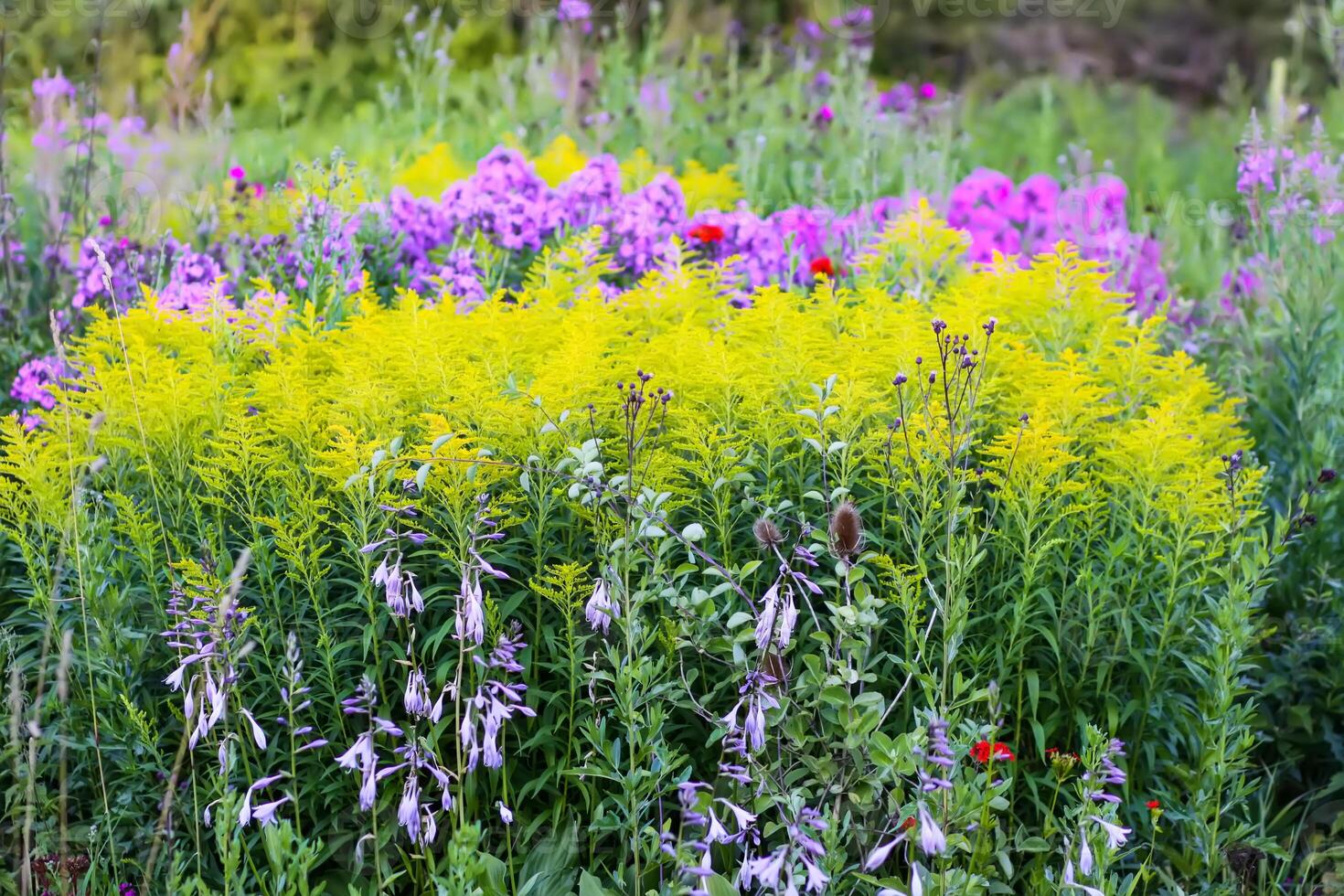 Multicolored flower bed with beautiful summer flowers. photo