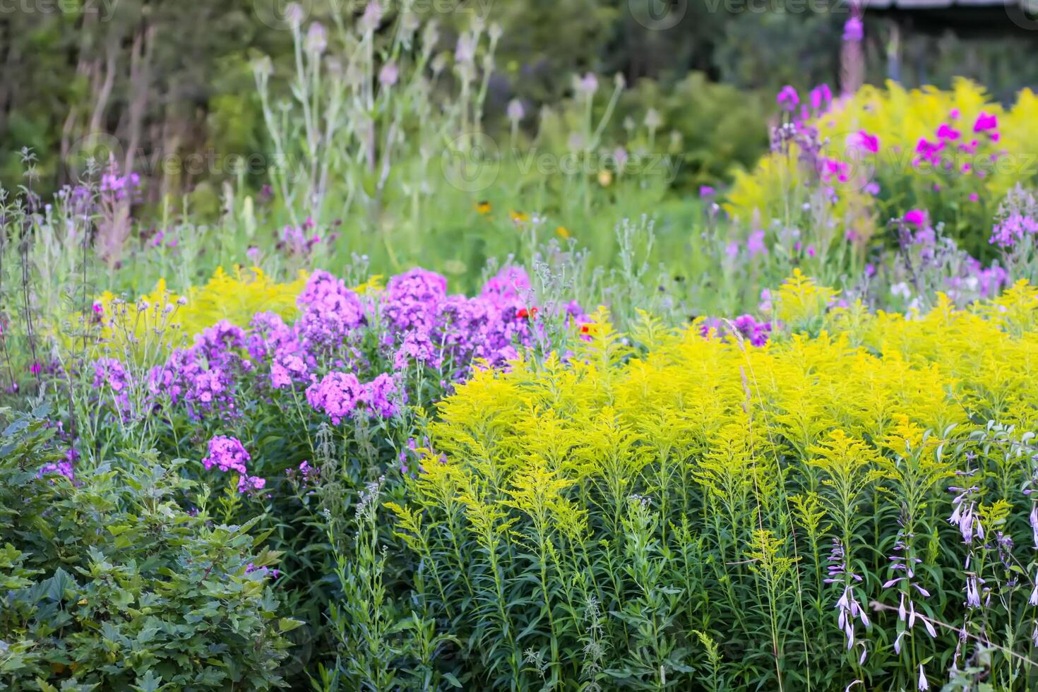 Multicolored flower bed with beautiful summer flowers. photo