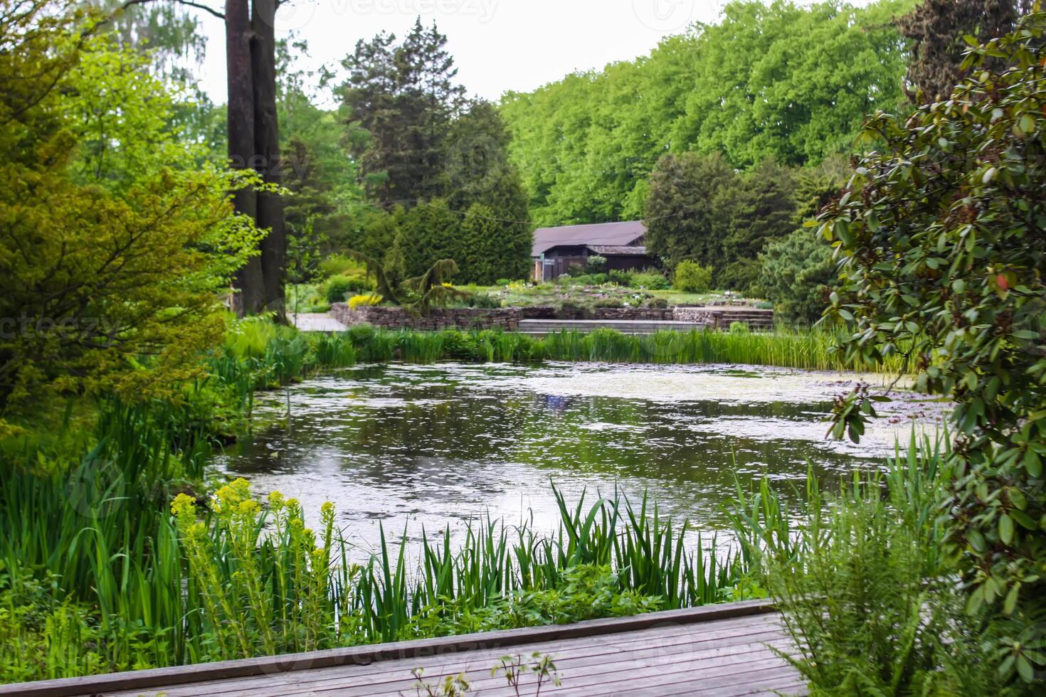 Scenic nature view in spring park. photo