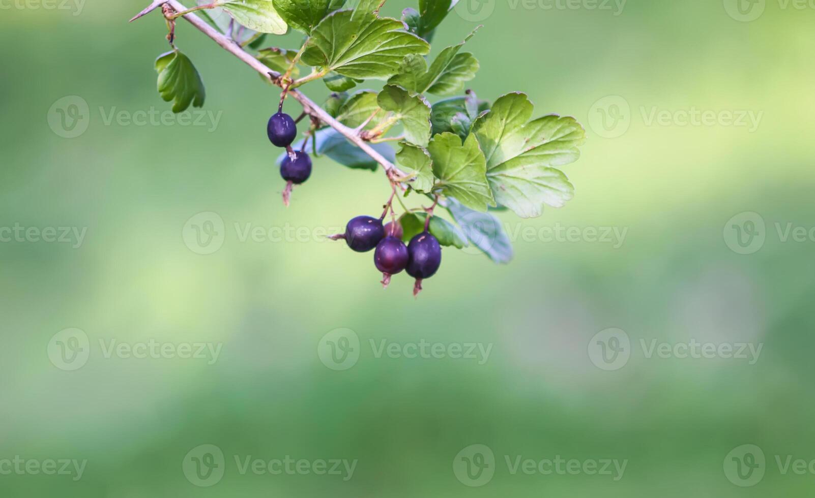 Fresh gooseberry on a branch. Organic berries photo