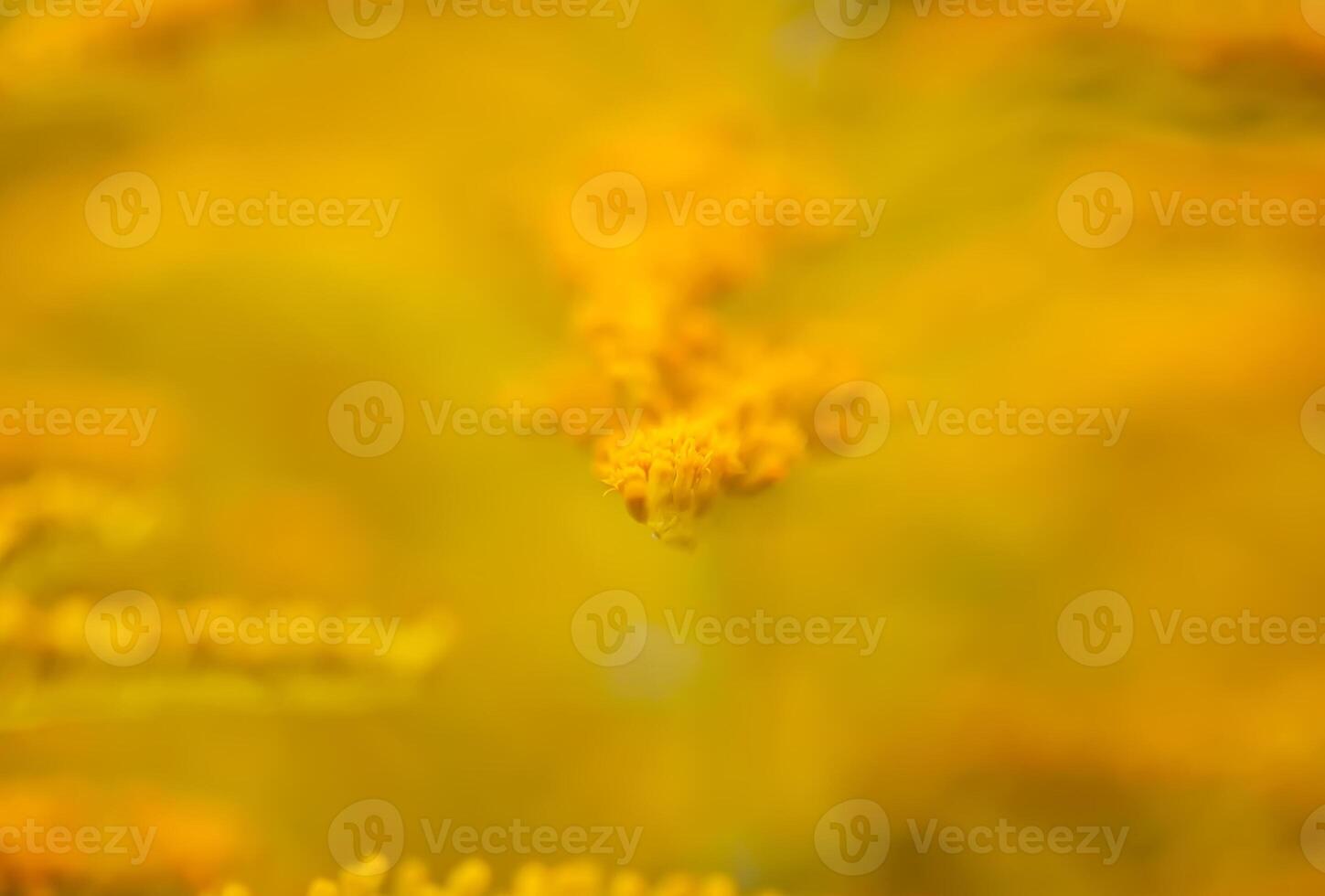 Yellow flowers of goldenrod or Solidago canadensis, Canada goldenrod or Canadian goldenrod plant. photo