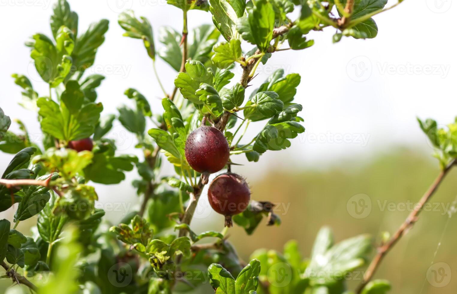 Juicy ripe berries of a gooseberry on the bush branch. photo