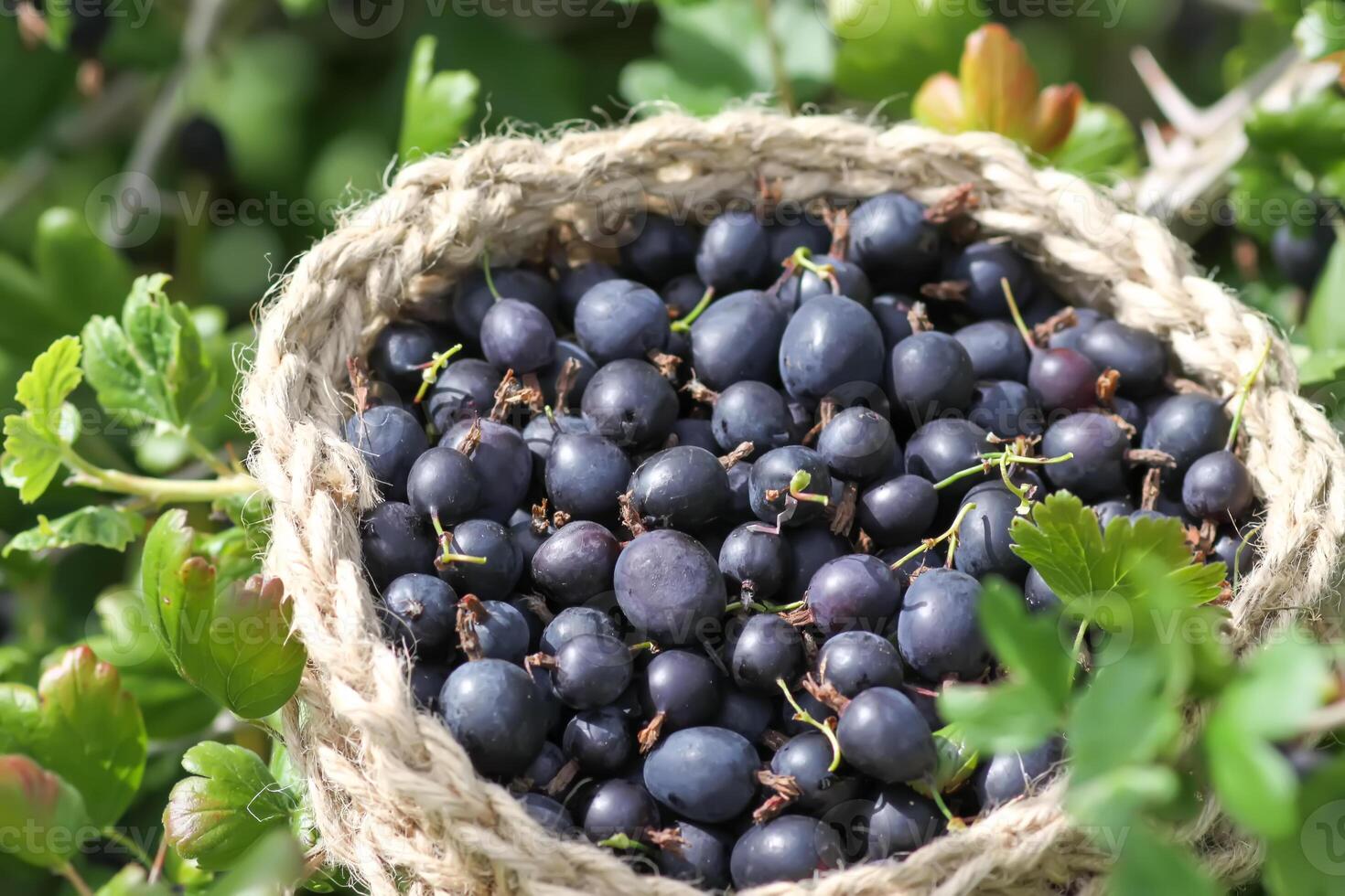 Juicy ripe berries of a gooseberry in a small handmade jute basket. photo