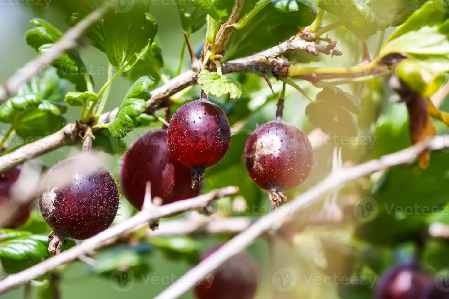 Juicy ripe berries of a gooseberry on the bush branch. photo