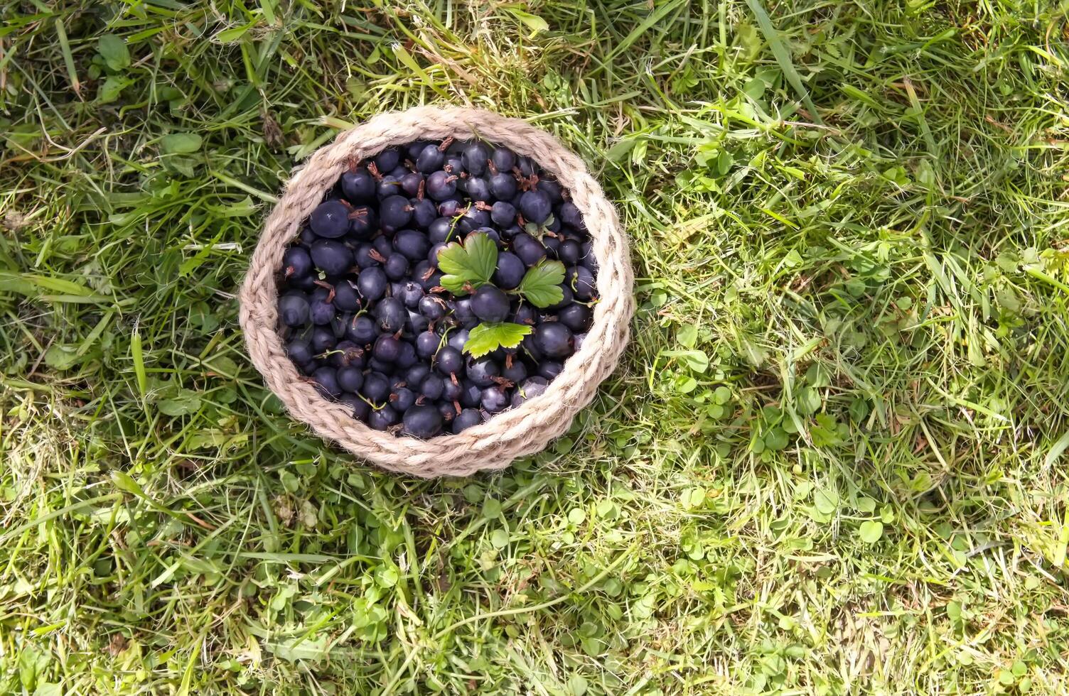 Juicy ripe berries of a gooseberry in a small handmade jute basket. photo