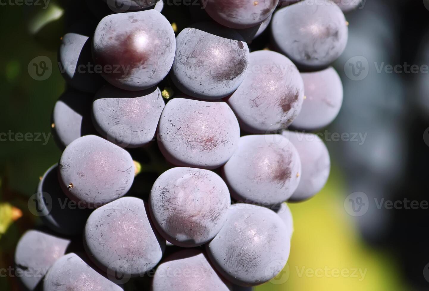 Ripe grapes outdoors photo