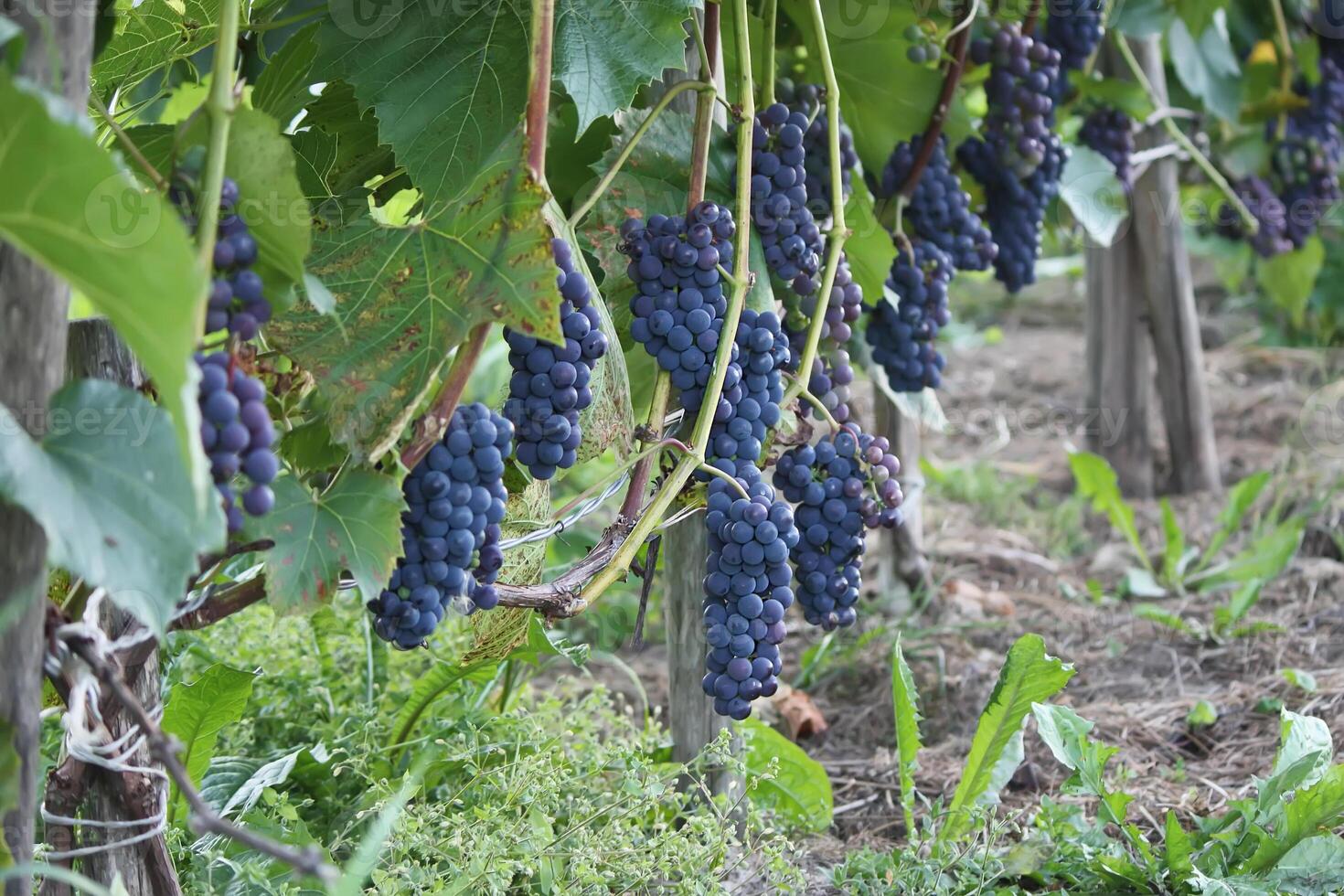 Ripe grapes outdoors photo