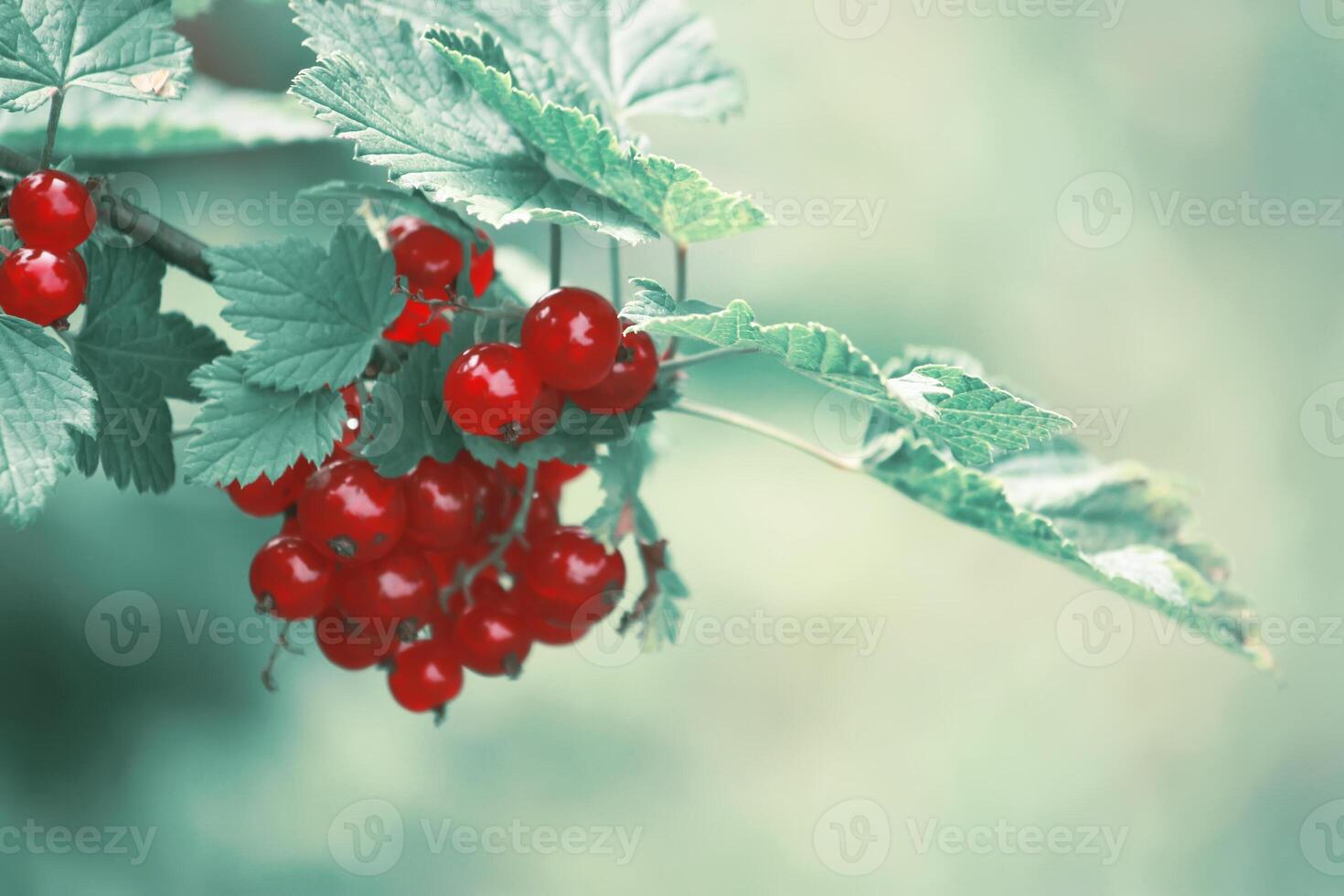 Red currants on a bush photo
