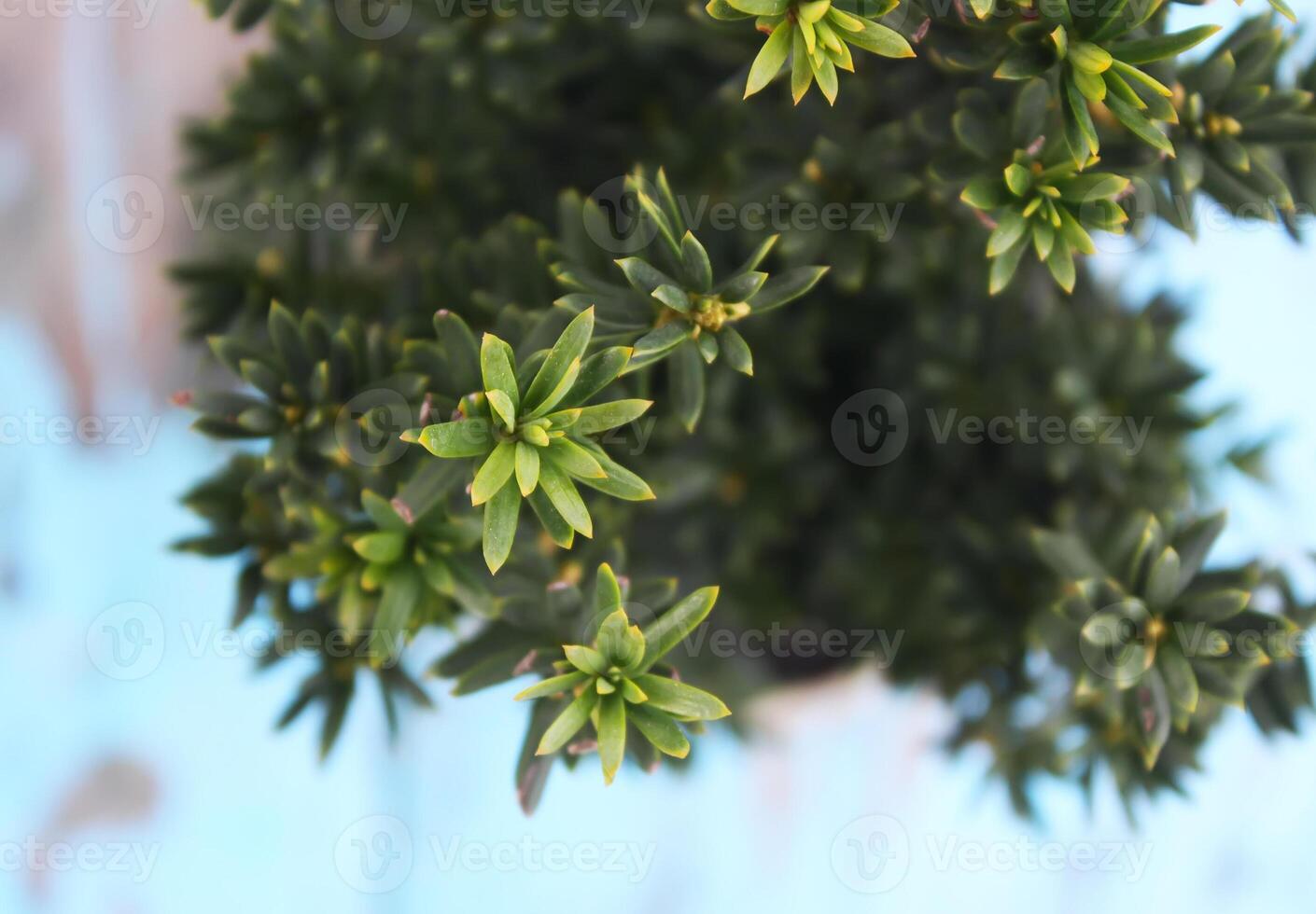 Pots with young conifer plants photo
