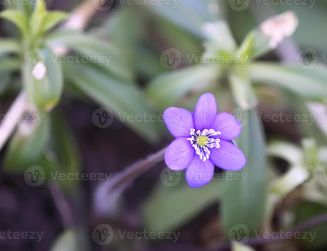 Common Hepatica or Anemone hepatica first spring flowers. Liverleaf or liverwort, Ranunculaceae family. Hepatica nobilis. photo