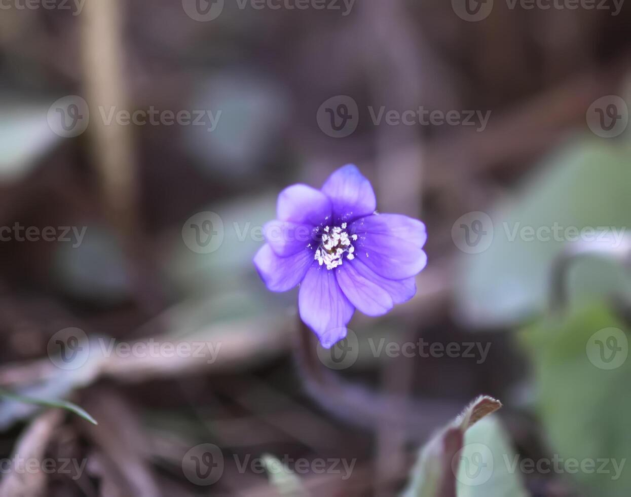 Common Hepatica or Anemone hepatica first spring flowers. Liverleaf or liverwort, Ranunculaceae family. Hepatica nobilis. photo