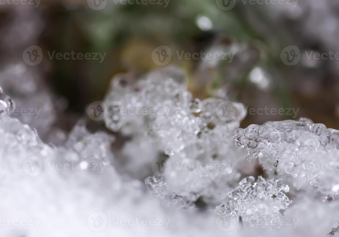Melting snow and ice on grass in wild forest. Season change in nature. photo
