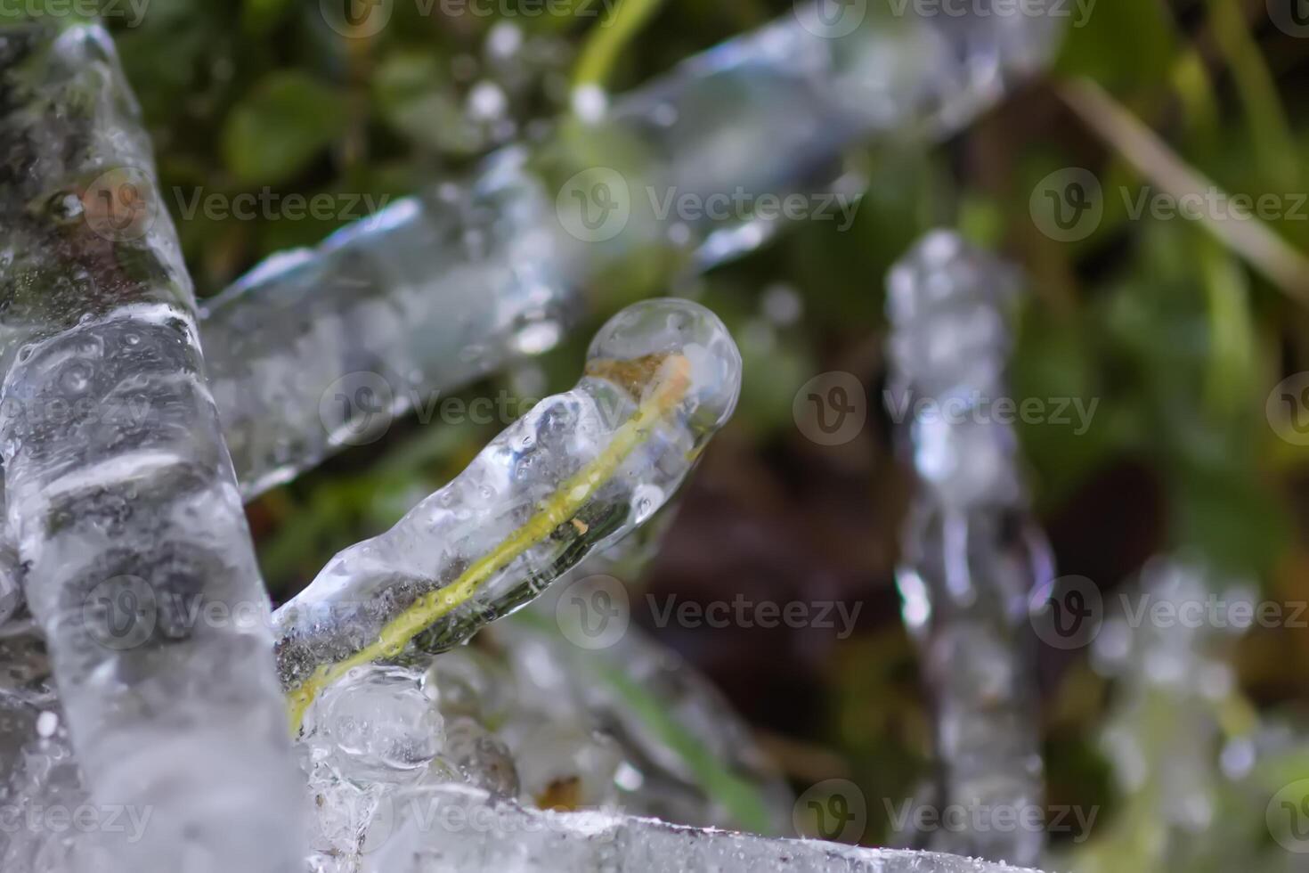 Melting snow and ice on grass in wild forest. Season change in nature. photo