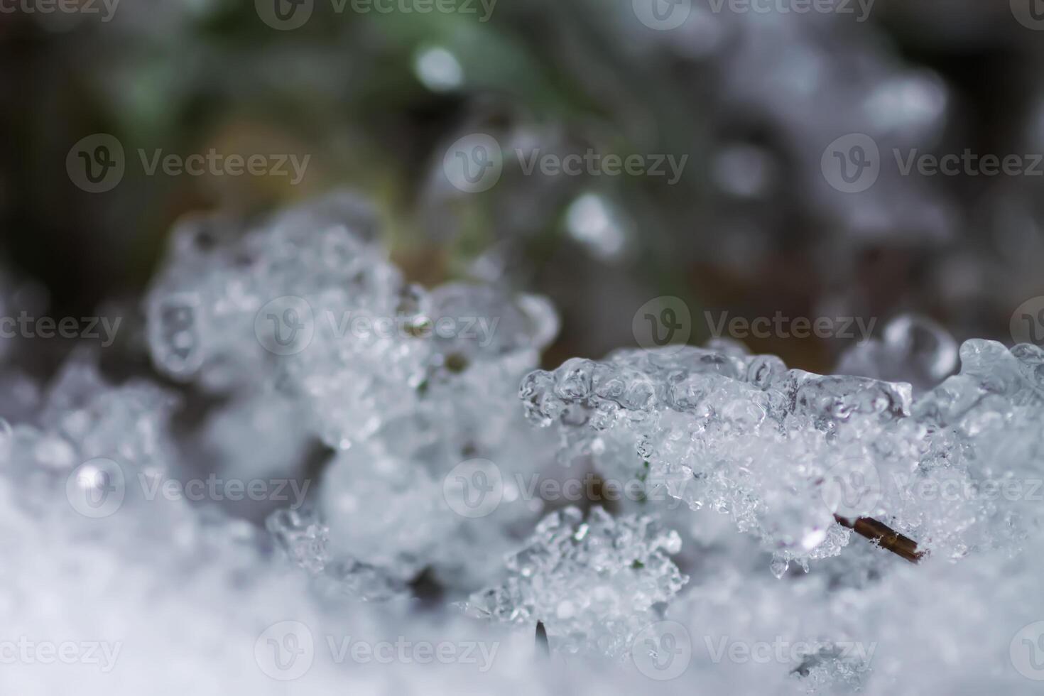Melting snow and ice on grass in wild forest. Season change in nature. photo