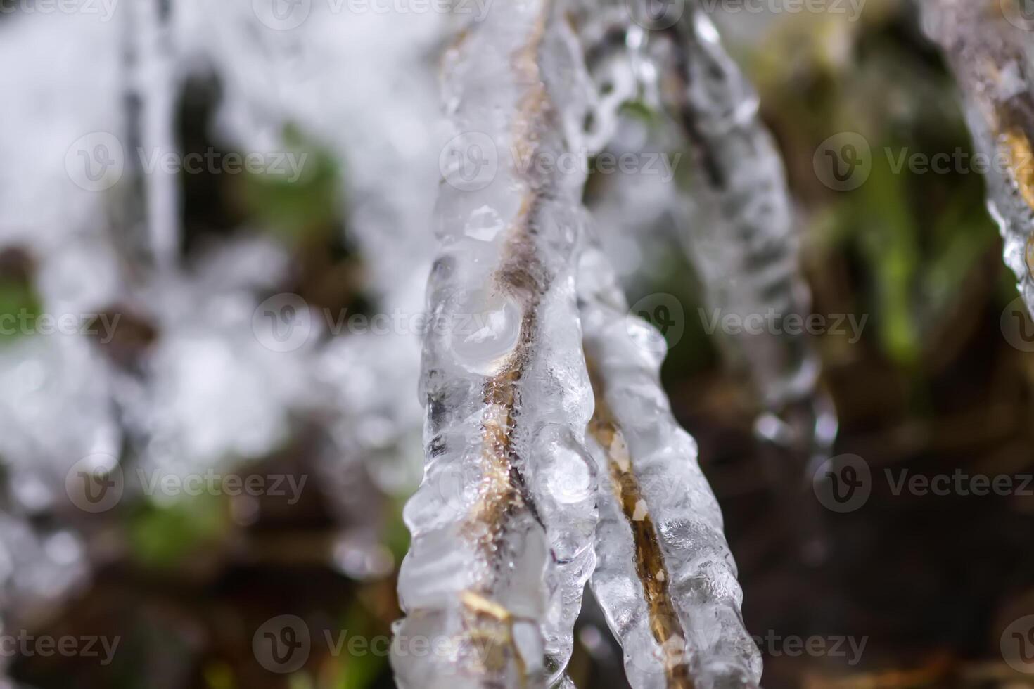 Melting snow and ice on grass in wild forest. Season change in nature. photo