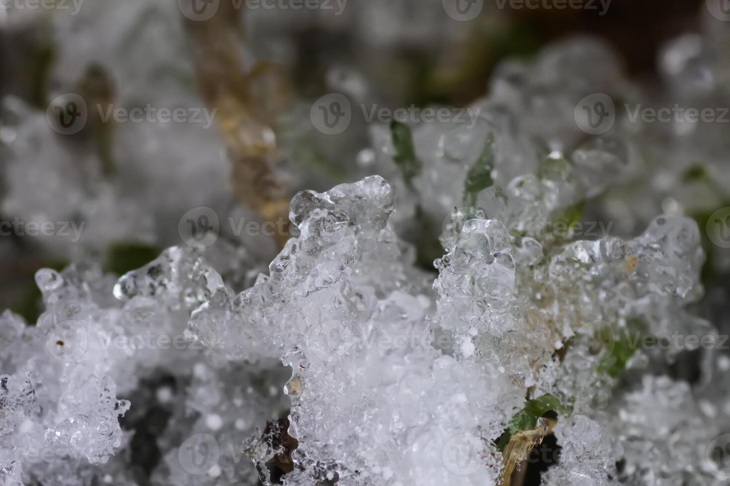Melting snow and ice on grass in wild forest. Season change in nature. photo