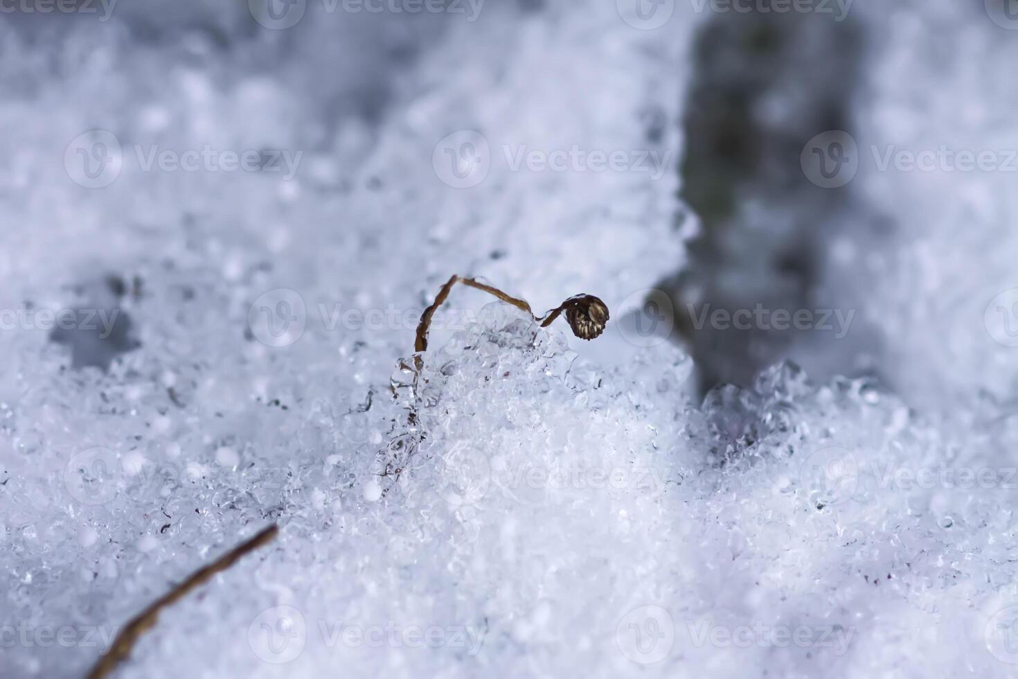 Melting snow and ice on grass in wild forest. Season change in nature. photo