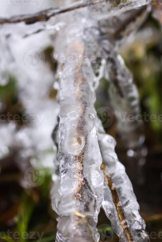 Melting snow and ice on grass in wild forest. Season change in nature. photo