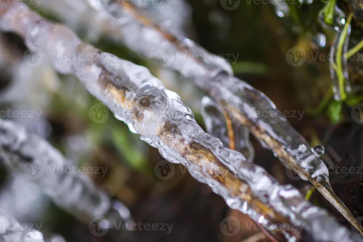 Melting snow and ice on grass in wild forest. Season change in nature. photo
