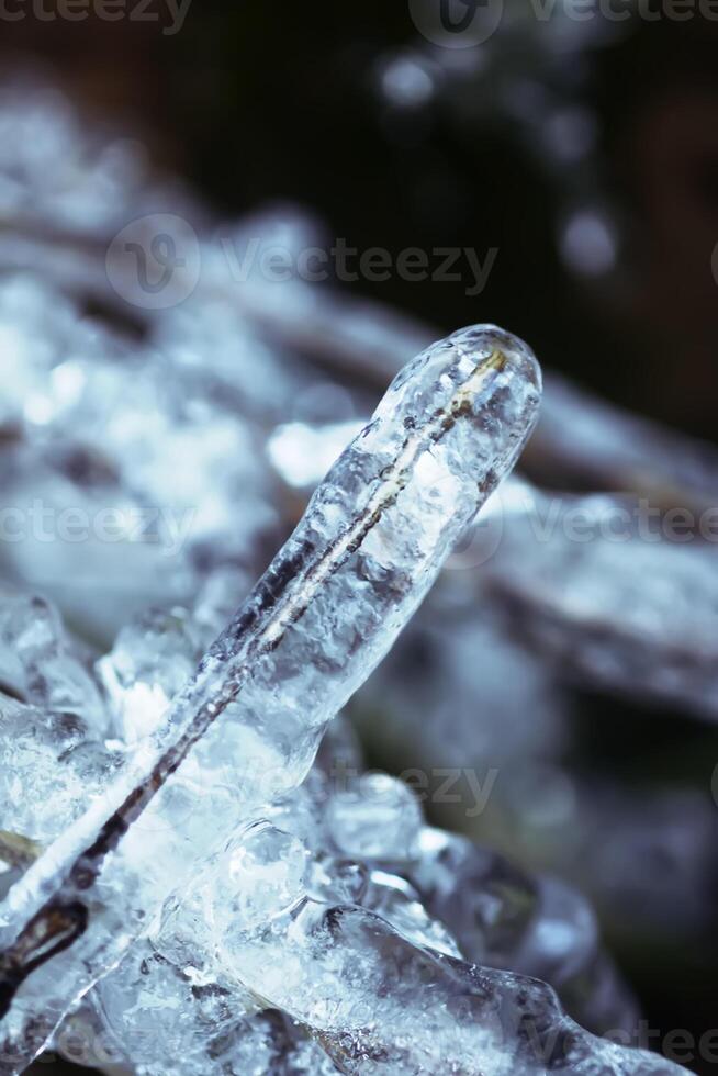Melting snow and ice on grass in wild forest. Season change in nature. photo