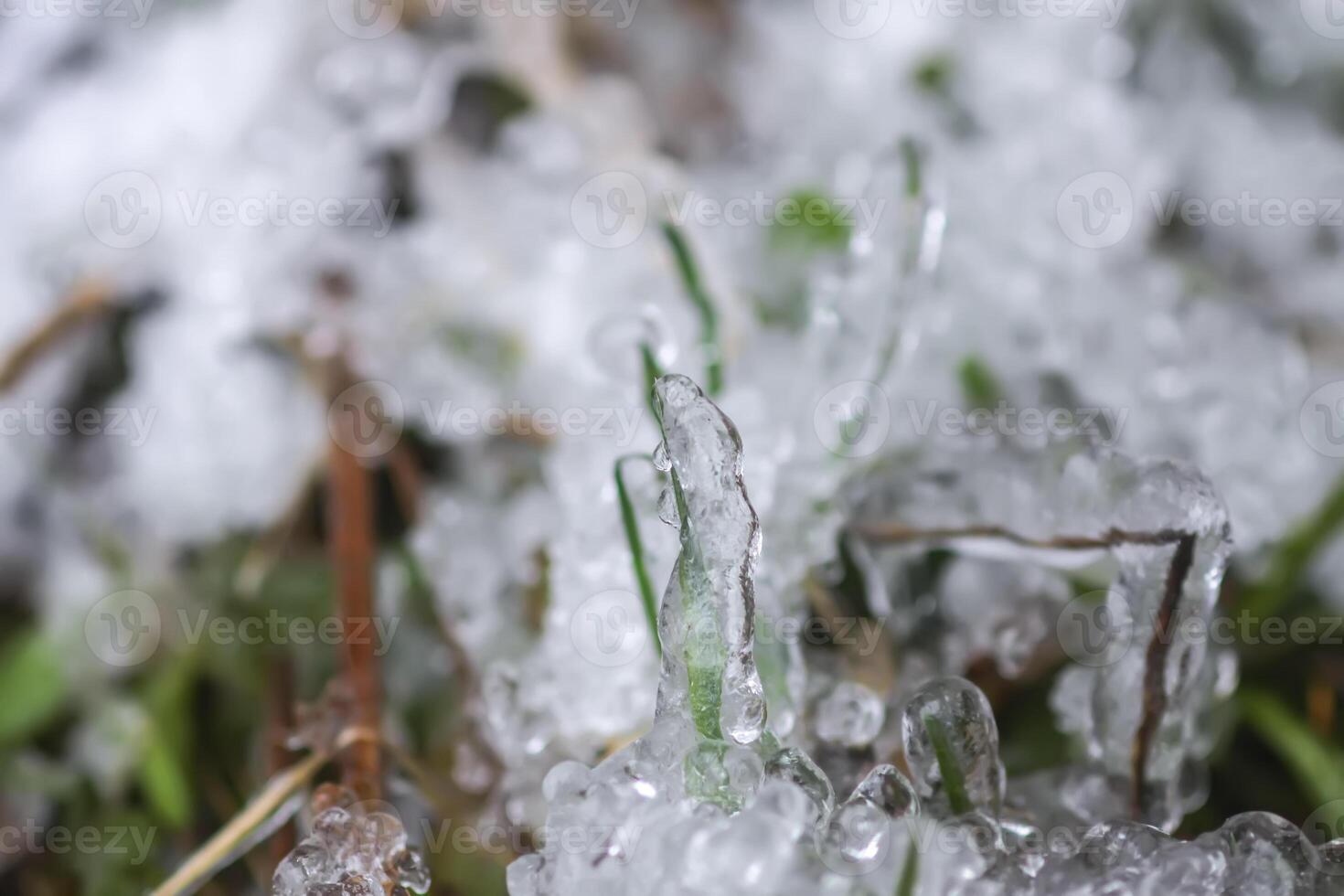 Melting snow and ice on grass in wild forest. Season change in nature. photo