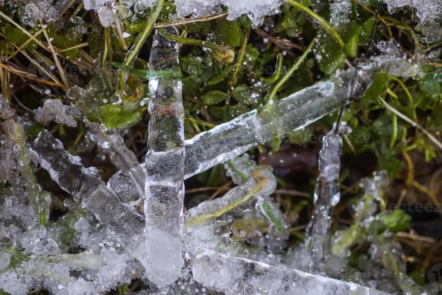 Melting snow and ice on grass in wild forest. Season change in nature. photo