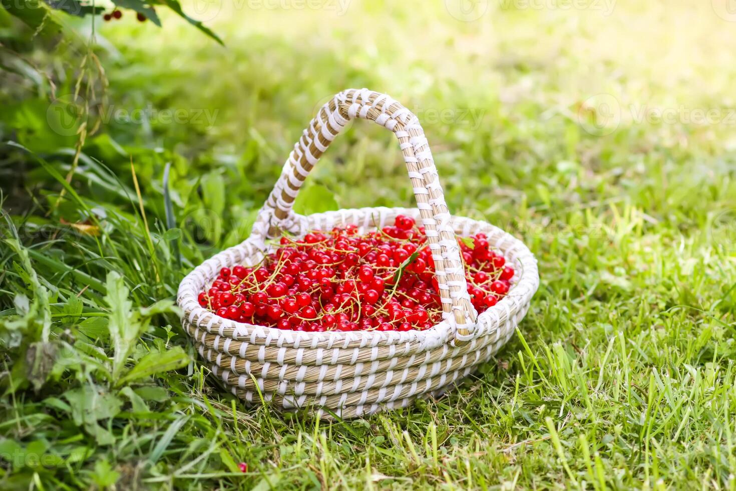 Basket with red currants. Fresh ripe red berries in a basket. Healthy food ingredients. photo