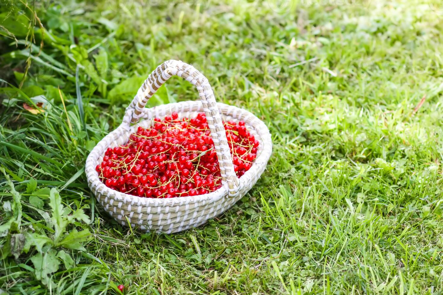 Basket with red currants. Fresh ripe red berries in a basket. Healthy food ingredients. photo