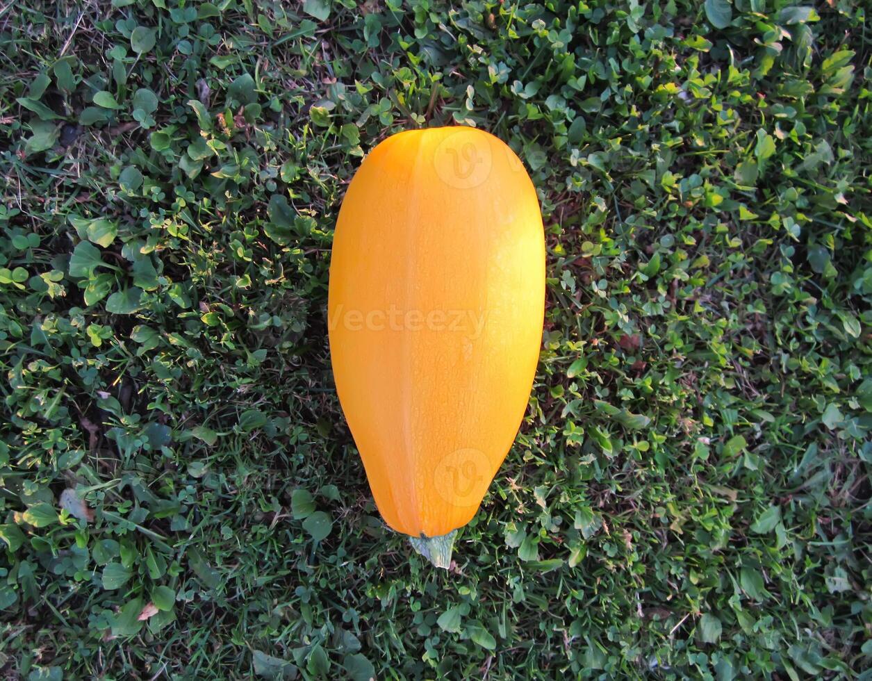 Vegetable marrow on the green grass photo