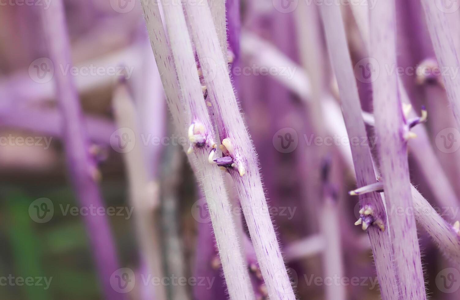 Potato sprouts close up photo