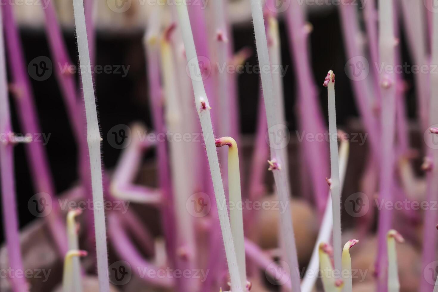 Potato sprouts close up photo