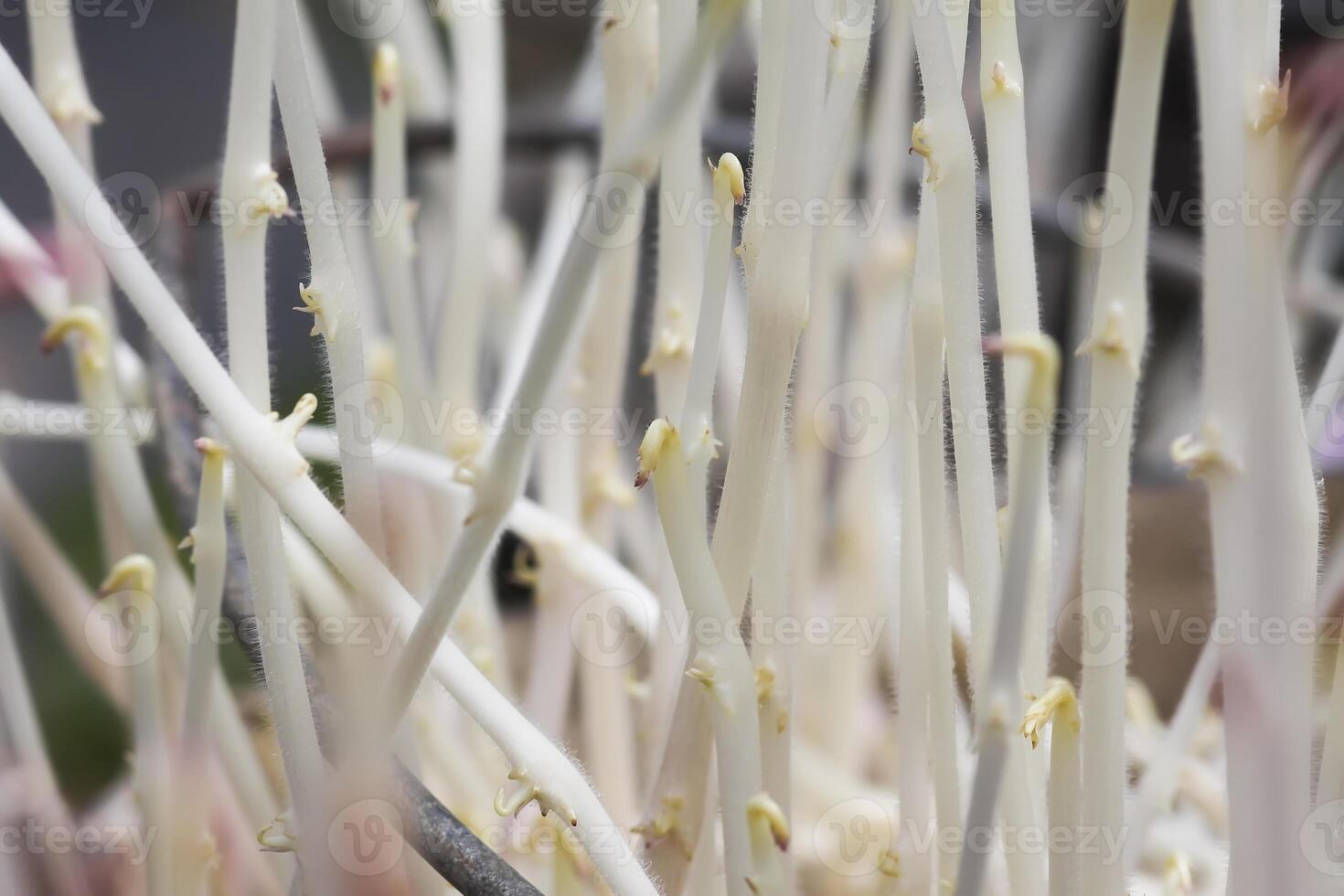 Potato sprouts close up photo