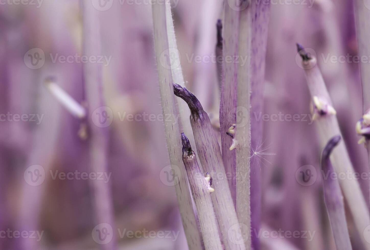 Potato sprouts close up photo