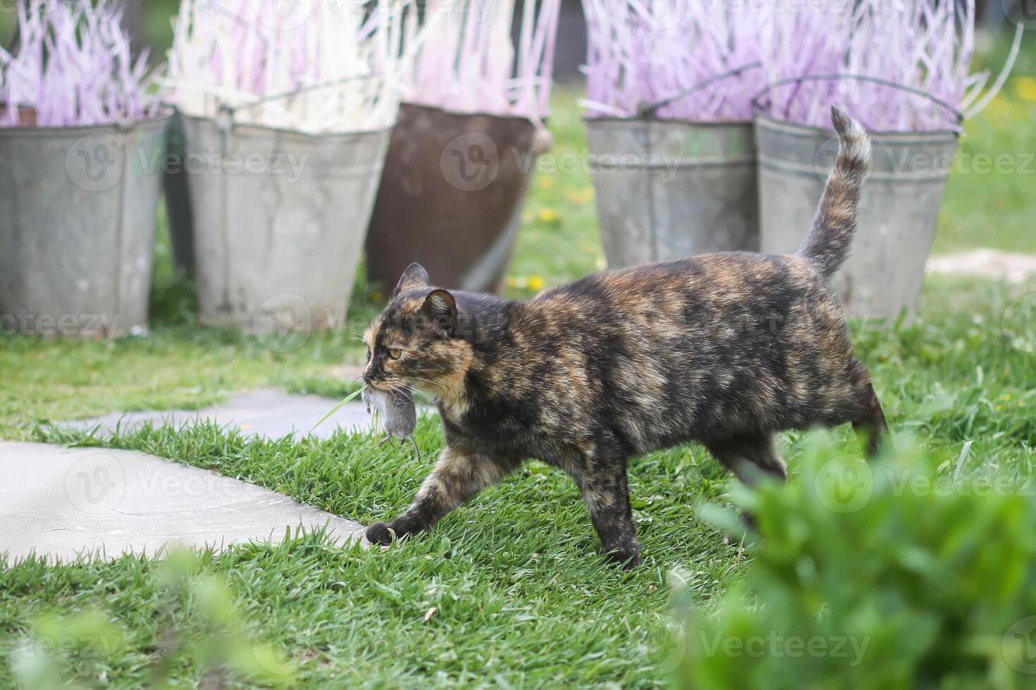 The cat caught a mouse. Animal holds the mouse in teeth outdoors on green grass background. photo