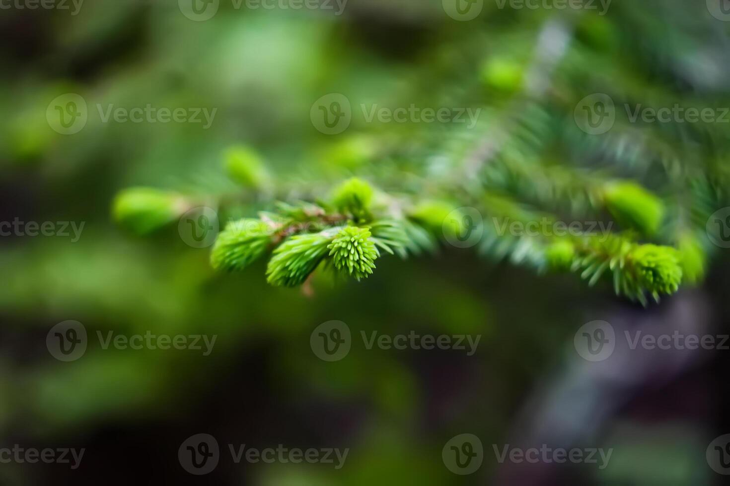 Fir-tree branch close up. Young prickles on tree in spring season photo