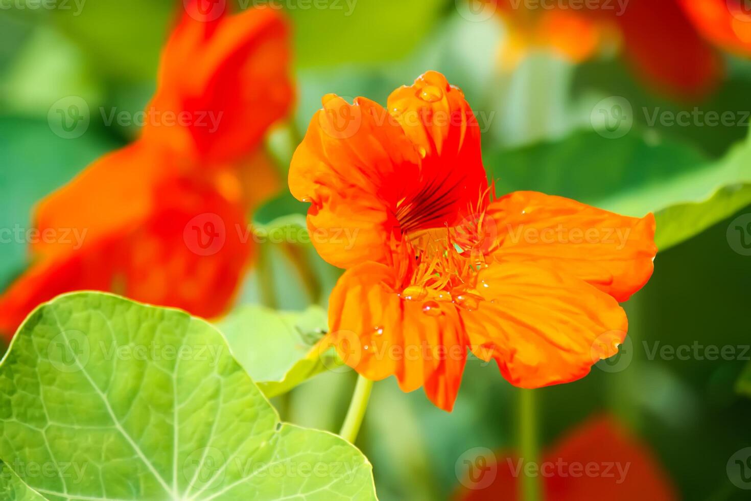 Orange nasturtium flowers in the garden. photo