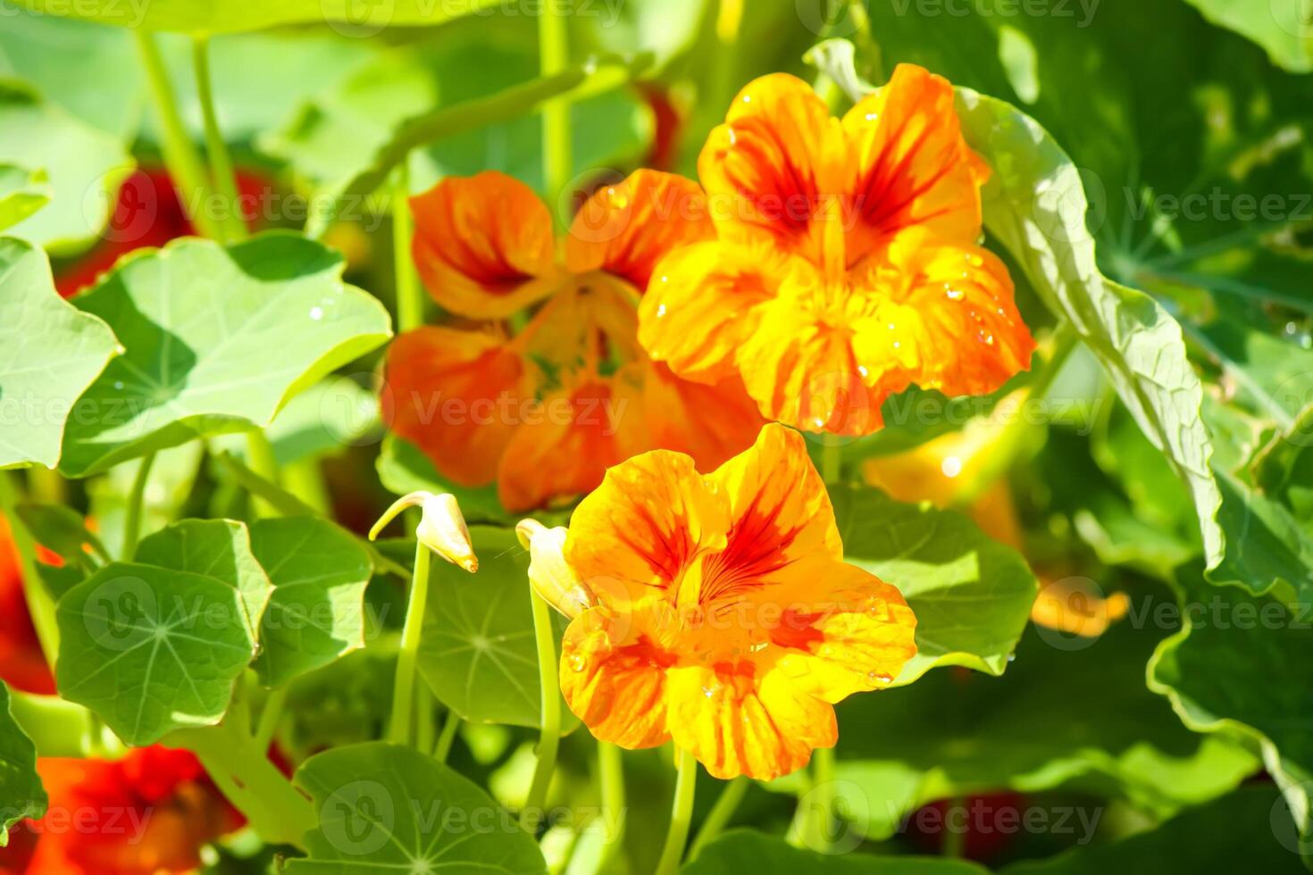 Orange nasturtium flowers in the garden. photo
