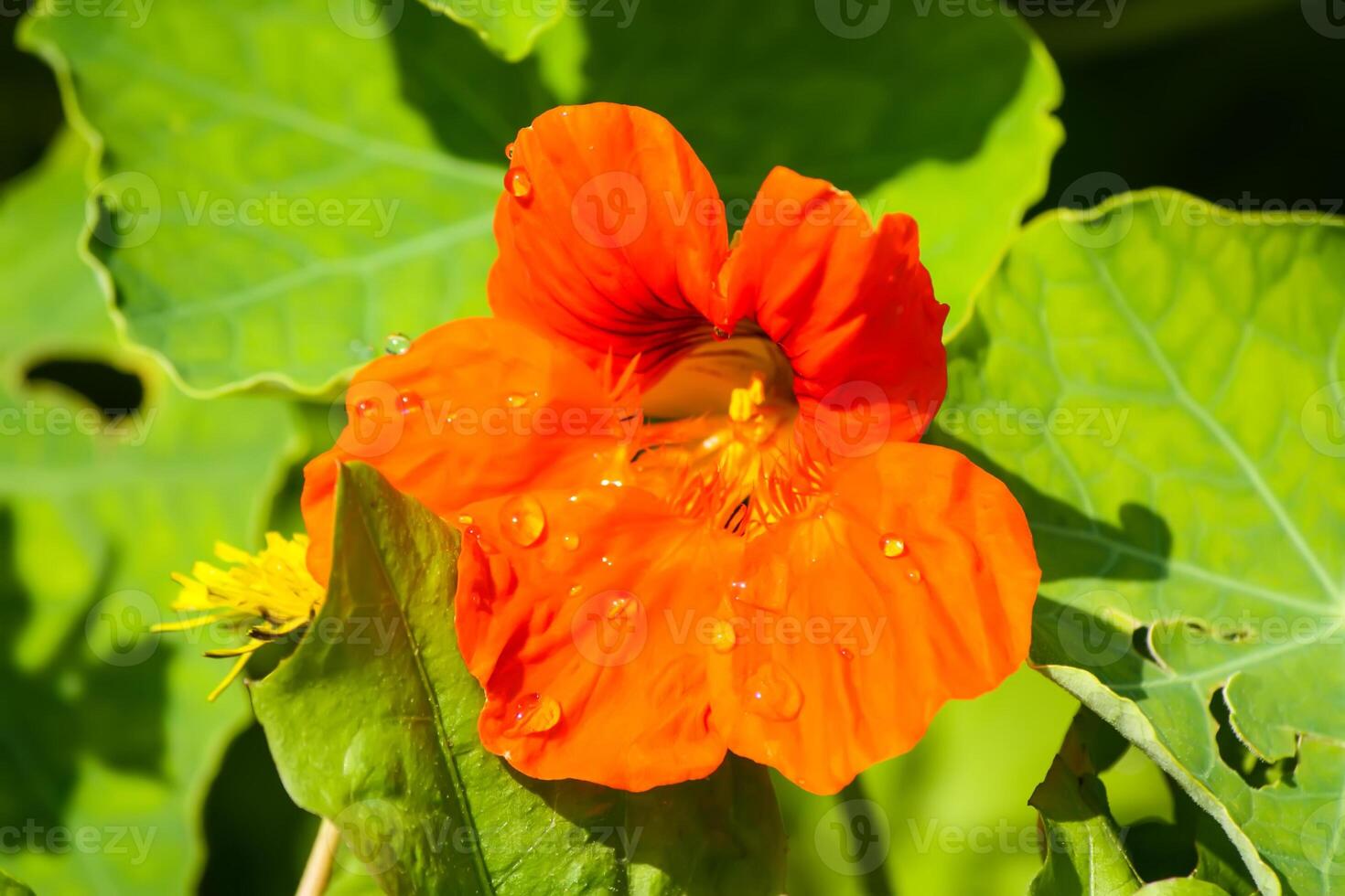 Orange nasturtium flowers in the garden. photo
