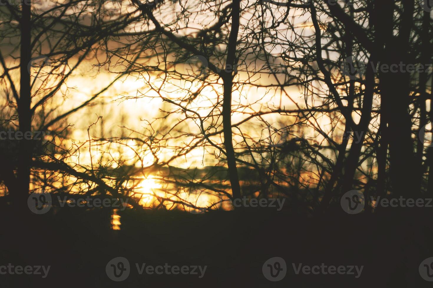 Trees on sunset background photo