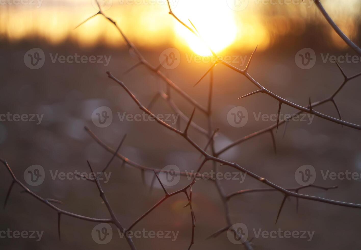 Trees on sunset background photo
