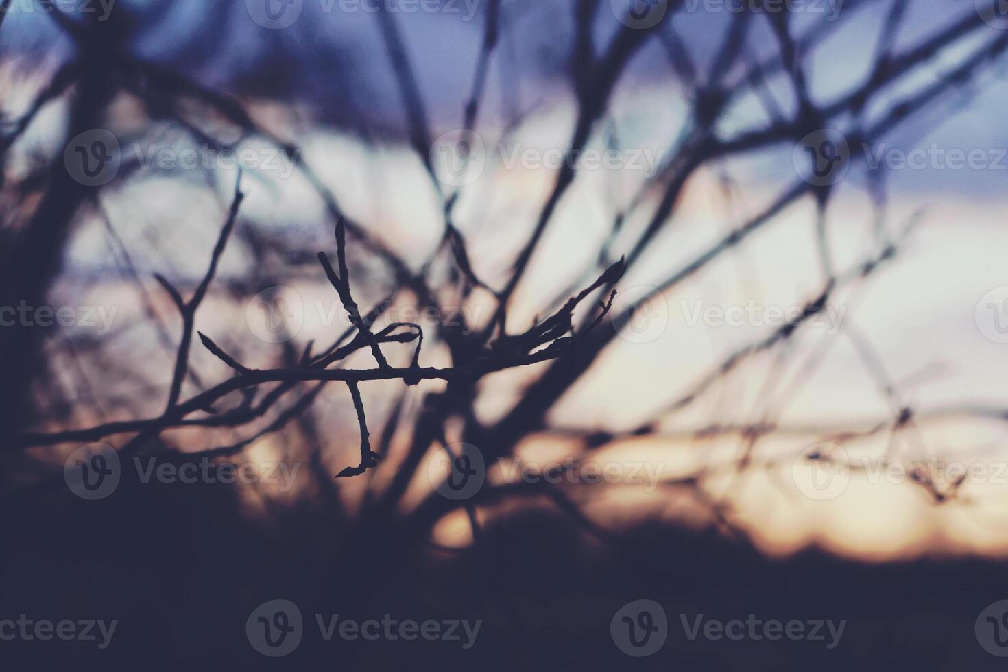 Trees on sunset background photo