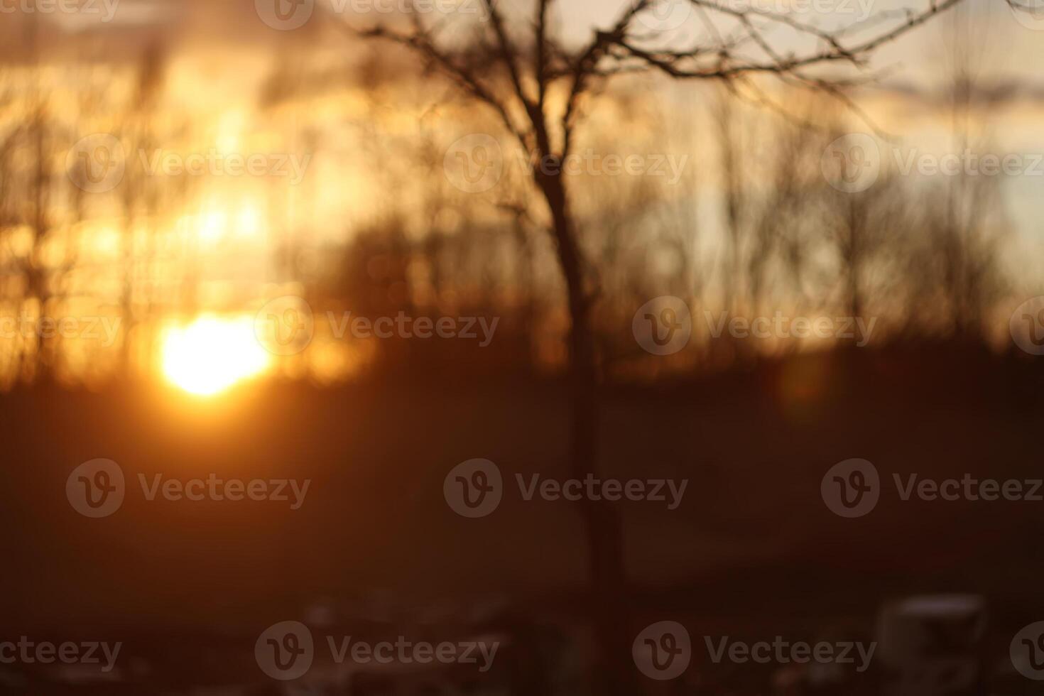 Trees on sunset background photo