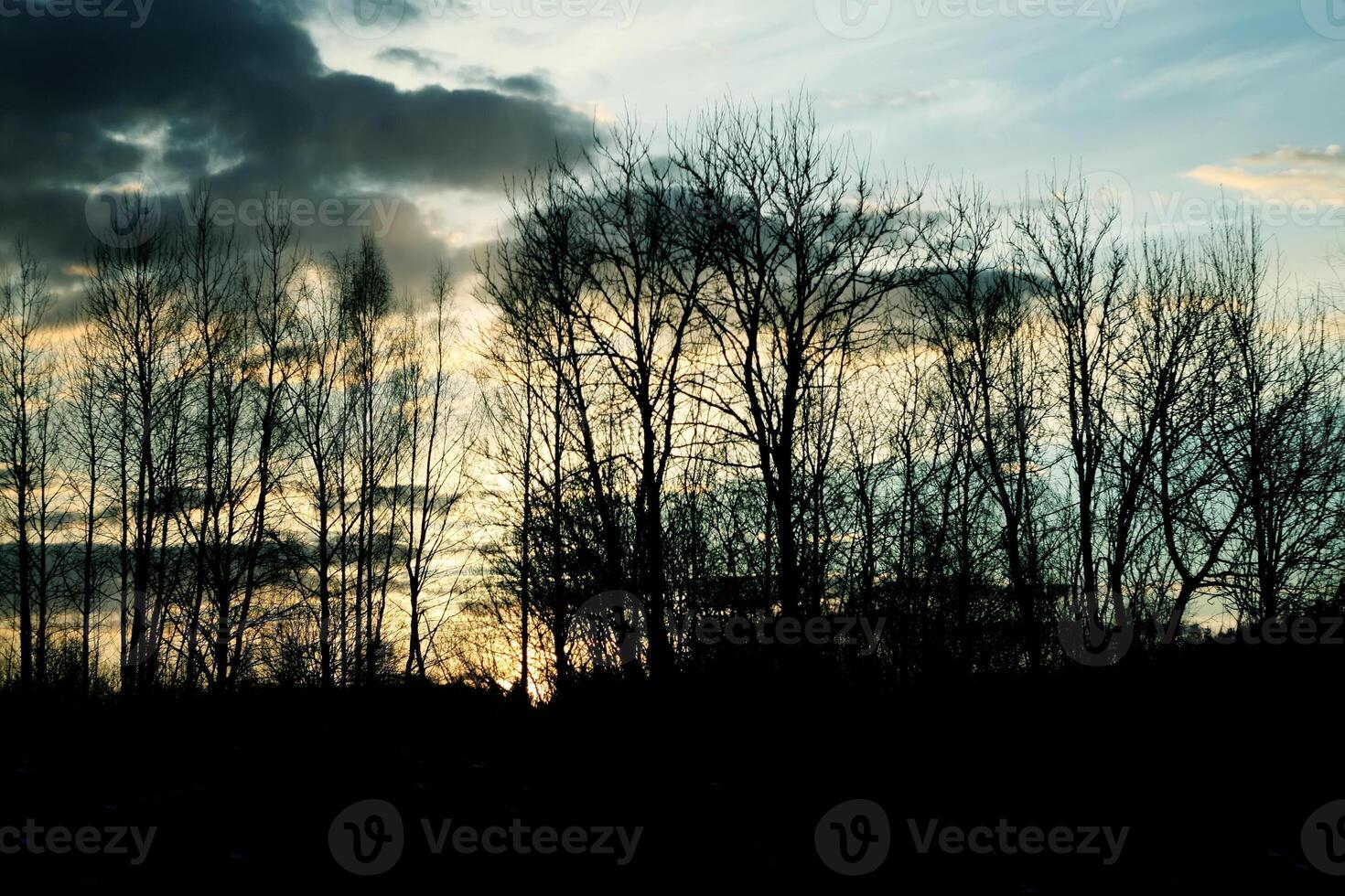 Trees on sunset background photo