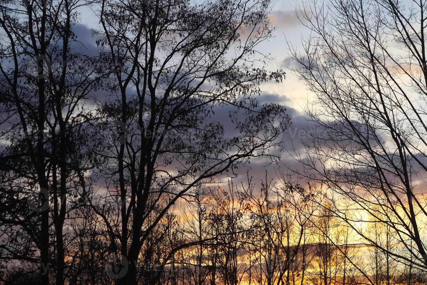 Trees on sunset background photo