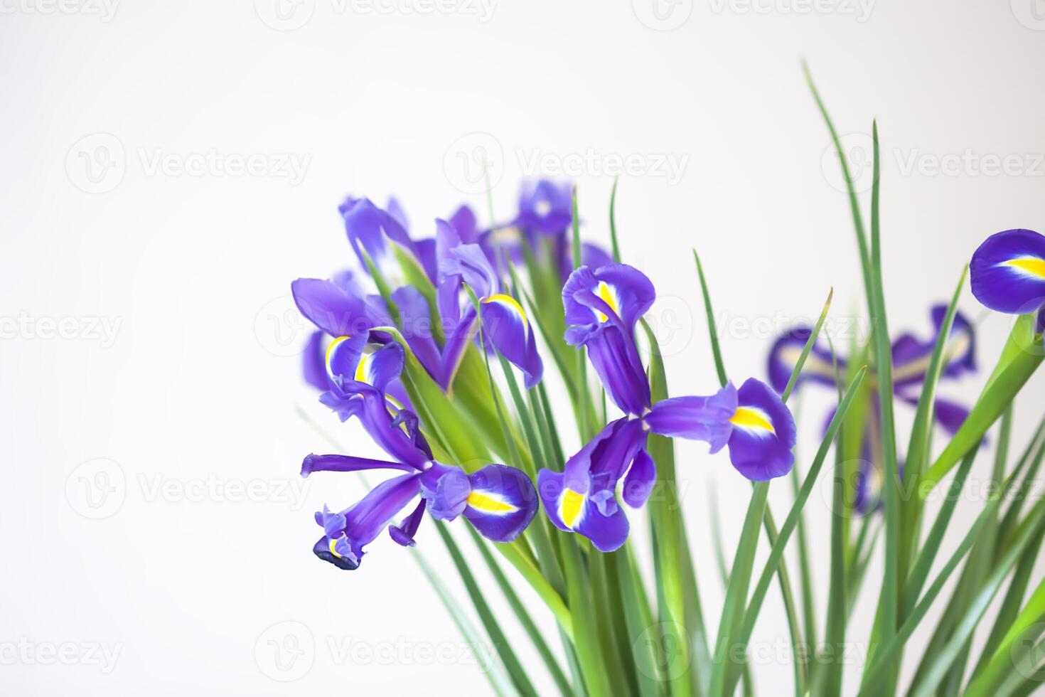 Purple iris flowers. Beautiful bouquet n soft white background. photo